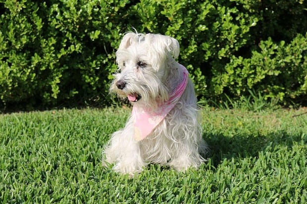 El Schnauzer es una raza canina que se originó en Alemania durante los siglos XV y XVI. (Foto: Pixabay)