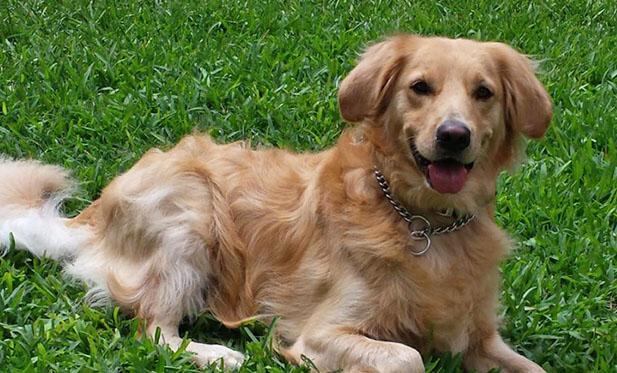 Yako al año de llegar a la familia Noriega. (Cortesía)