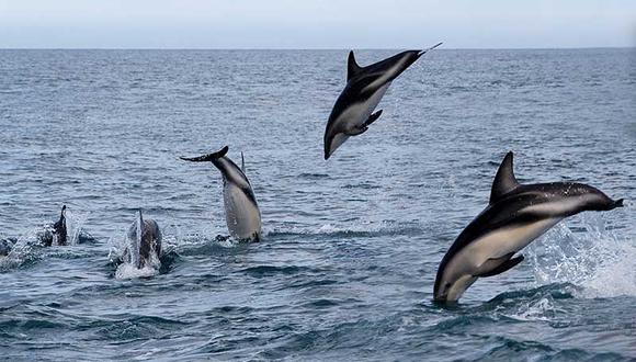 Entre los cetáceos con mayor riesgo de ser atrapados de forma accidental figuran el delfín común, el delfín oscuro, la marsopa espinosa y el delfín nariz de botella. Foto: Archivo Mongabay Latam