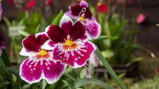 Horóscopo: descubre las plantas ideales para ti, según tu signo | FOTOS