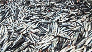 Pesca de anchoveta en zona sur del Perú ha sido 50% inferior a la chilena desde 2012