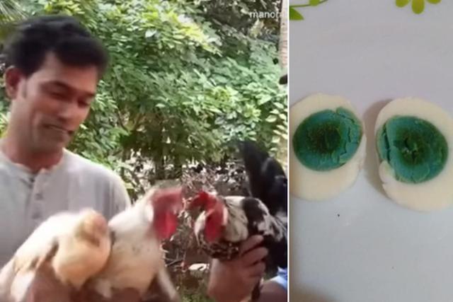 A.K. Shihabudheen, dueño de las gallinas, compartió diversas fotos sobre los huevos con yema verde. (Facebook: Shihabudheen Ak)
