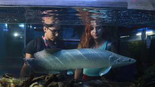 Comas: así luce por dentro Nautilus, el acuario más grande de Lima | FOTOS