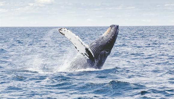 Una ballena jorobada sorprendió a dos mujeres en la costa de California.