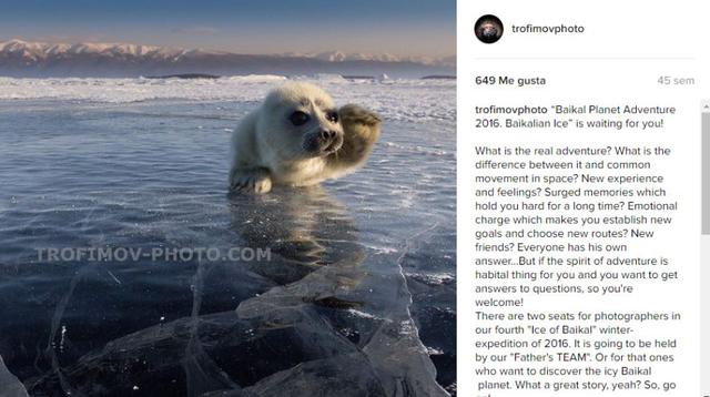 Facebook: después de tres años logró retratar a foca bebe - 10