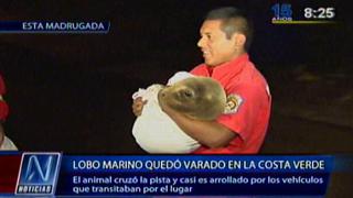 Pequeño lobo marino fue rescatado en Costa Verde de Miraflores