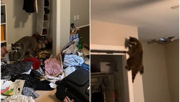 Una familia de mapaches invade el hogar de una estudiante universitaria. (Foto: @haley_iliff / Twitter)
