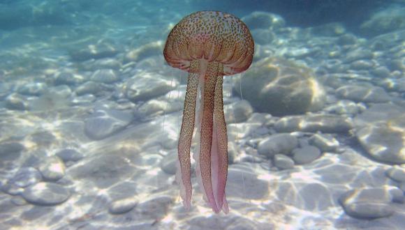 Usarán medusas para hacer papel higiénico ecológico