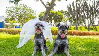 San Valentín: este lunes 14 desarrollarán primera boda simbólica de perros en Parque Zonal Huiracocha