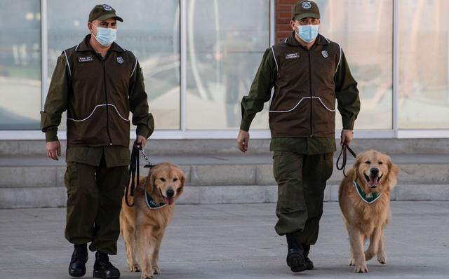 Cuatro perros de la Policía chilena comenzaron a ser adiestrados para convertirlos en agentes “biodetectores” si su poderoso olfato logra identificar de forma temprana a portadores del coronavirus a través del sudor. (AFP/MARTIN BERNETTI).
