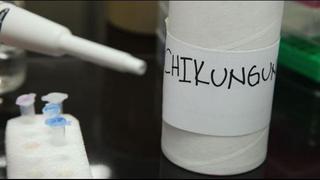 Chikungunya: primer caso autóctono se registró en Tumbes