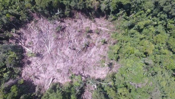 Hasta el momento se han deforestado 335 hectáreas de un territorio destinado por el Estado para la investigación científica y conservación. Foto: Ingeniería Forestal UNU.