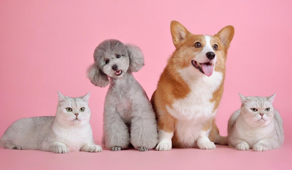 Una amante de los animales logró juntar a sus 17 mascotas para un "retrato familiar". (Foto: Pixabay/Referencial)