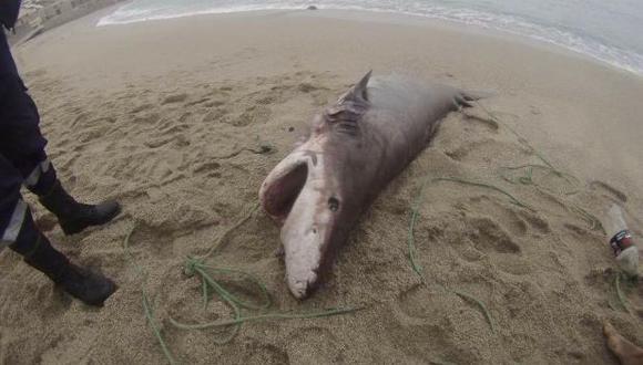 Punta Hermosa: tiburón apareció en la playa Caballeros