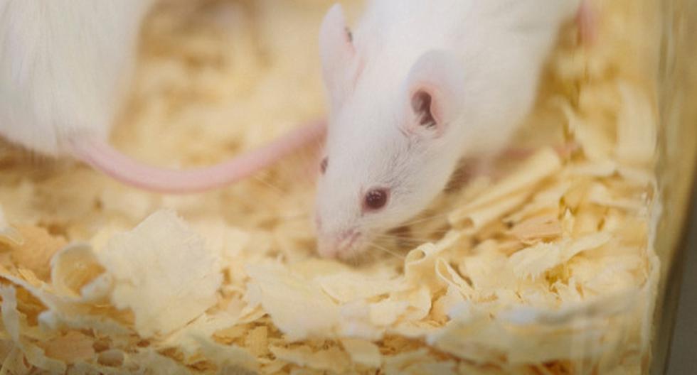 Un estudio realizado en Estados Unidos reveló que los ratones podrían ayudar al ser humano en su luchar contra la obesidad. (Foto: Getty Images)