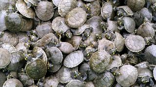 Tortugas en riesgo de extinción son rescatadas en Ucayali