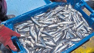 Pesca: cuota de segunda temporada aportaría 1,2% al PBI