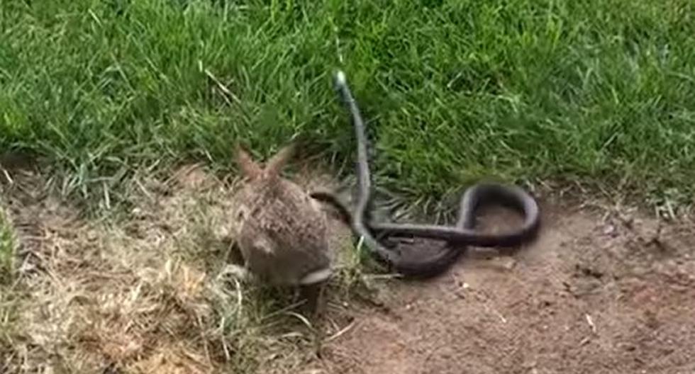 Mira este enfrentamiento épico de una serpiente y un conejo. (Foto: Captura)