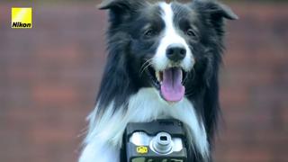 YouTube: Nikon presenta una cámara especial para perros [VIDEO]