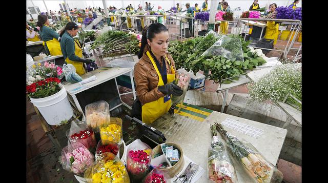 El gran negocio de las flores en Colombia - 8