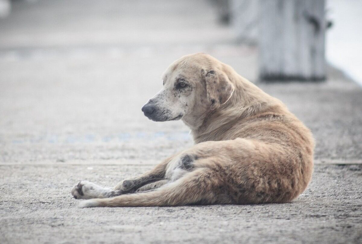 Facebook Viral | El difícil rescate de un perro en medio de la carretera (Foto: Design Foto / Pixabay)