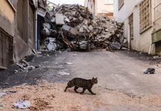 A quince días del terremoto, una ciudad de Turquía se consuela salvando animales