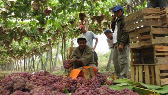 INEI: Producción de uva en el Perú creció en más de 50%