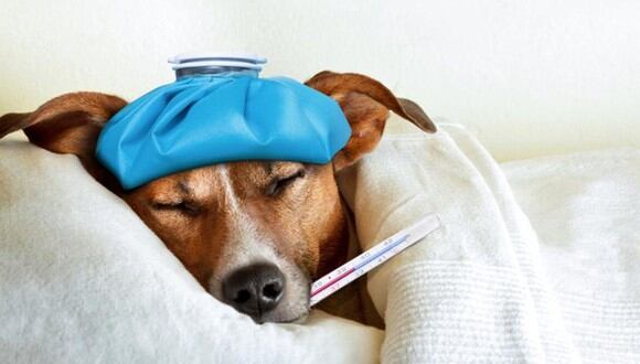 En el caso de los canes, el resfriado es un complejo de enfermedades que afectan al sistema respiratorio (Foto: Freepik)