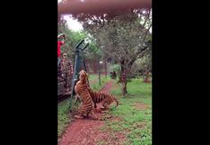 YouTube: Sorprendente salto de tigre como nunca lo viste (VIDEO)