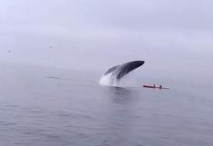 YouTube: ballena jorobada casi aplasta a kayakistas | VIDEO