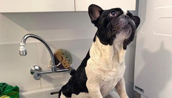 En el baño, tal vez uno de las mejores consejos, además de seguir las recomendaciones de los expertos, sea bañarlos con calma y divertirse en el proceso. (Foto: Melissa Carrión)