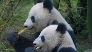 Tras casi una década de indiferencia, dos pandas finalmente se aparean gracias al coronavirus