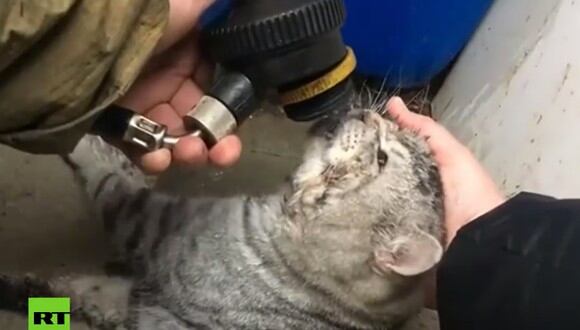 Un gatito fue resucitado por los bomberos en Rusia tras estar asfixiado por un incendio en su vivienda. (Foto: Captura YouTube)