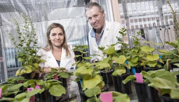 Hallan gen que haría posible cultivar plantas en el espacio