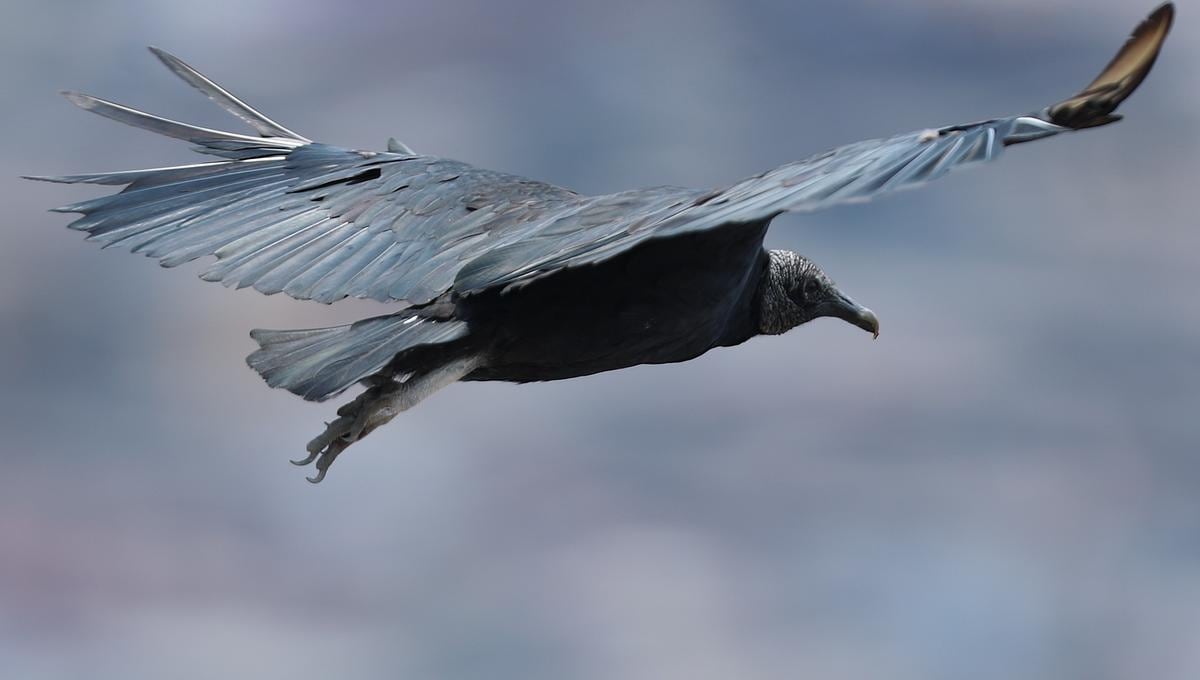 Los gallinazos son aves con una gran capacidad de ayuno. Pueden volar hasta 4 kilómetros durante el día en busca de comida y, cuando la encuentran, tomarse un tiempo para asegurarse de que no correrán peligro al aterrizar por ella (Foto: Alessandro Currarino/El Comercio).