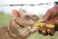 Facebook: Estas ratas son capaces de salvar miles de vidas