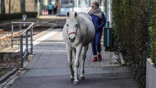 Jenny, la yegua que pasea sola todos los días por las calles de una ciudad en Alemania