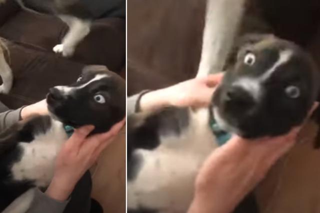 El perro no podía creer lo que estaba haciendo su dueña. (YouTube: ViralHog)