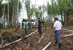 Detienen a siete por tala ilegal en reserva Pacaya Samiria