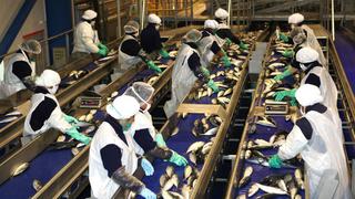 SNI: Trabas burocráticas del Produce están a punto de cerrar plantas pesqueras