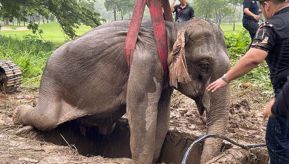 Un bebé elefante y su madre fueron rescatados este miércoles en los alrededores del Parque Nacional de Khao Yai de Tailandia. (Foto:  EFE/ Thanachai Sangarattanapiman /Parque Nacional de Khao Yai)