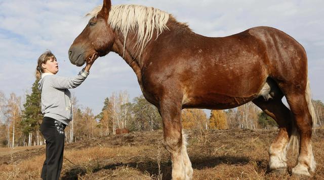 Así se crían a los caballos medievales en la lejana Rusia - 1