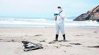 Gripe aviar en Perú: posible cierre de playas y últimas noticias sobre el virus