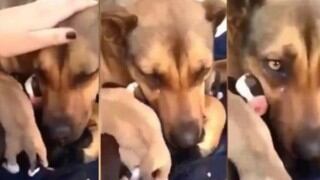 Perrita conmueve por su reacción tras reencontrarse con sus cachorros [VIDEO]