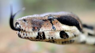 Hallan el secreto de la boa constrictor para matar a sus presas