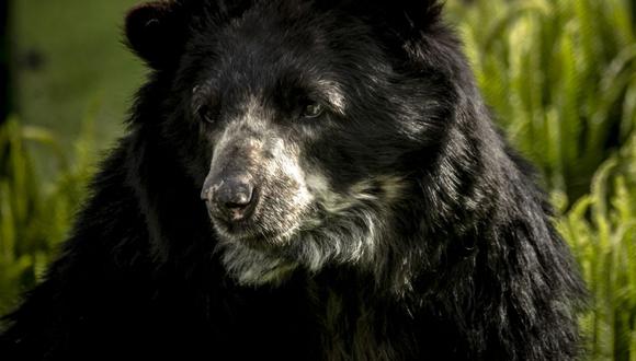 El oso de anteojos se encuentra en estado Vulnerable de conservación. Foto: Fundación Grupo Argos.