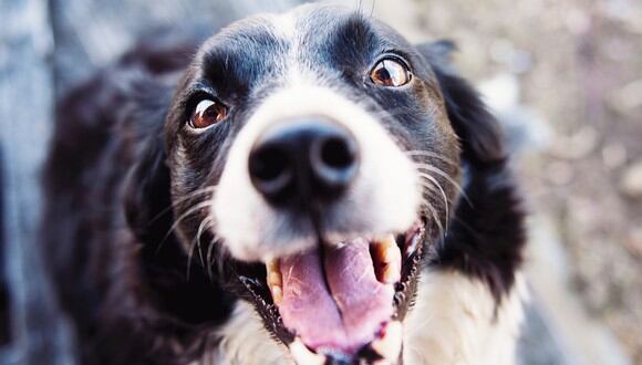 Fotografía de enfoque de un perro de raza border collie. (Imagen: Kat Smith / Pexels)
