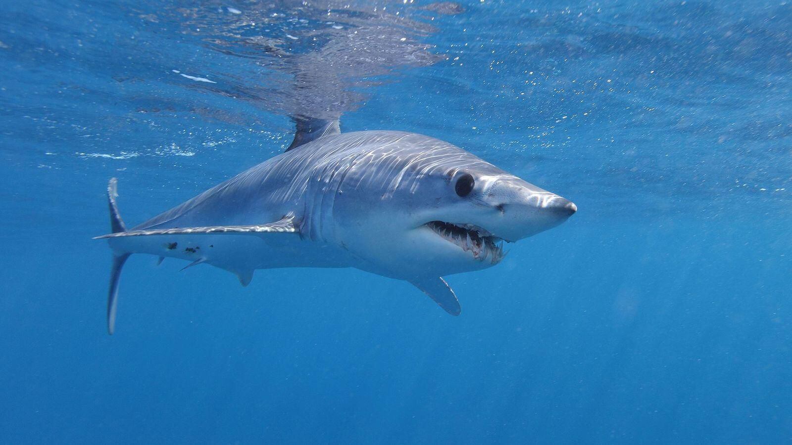 Some modern species, such as mako sharks, can keep their internal temperatures warmer than their surroundings.  (GETTY IMAGES).