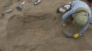 Sacrificio masivo en Huanchaco: hallan restos óseos de niño de la élite Chimú | FOTOS