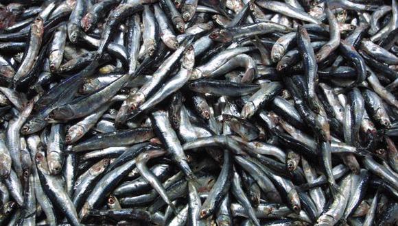 Incautan 226 toneladas de anchoveta juvenil a industriales